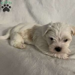 Bear/Morkie / Yorktese									Puppy/Male																/8 Weeks,A Morkie puppy is an adorable hybrid breed, resulting from the cross between a Maltese and a Yorkshire Terrier. Here’s a description to capture the essence of this delightful puppy: **Appearance:** Morkie puppies typically have a soft, fluffy coat that can range from silky to slightly wavy. They often inherit the stunning colors of both parent breeds, which can include shades of black, tan, white, and brown. Their small, expressive eyes and floppy ears add to their charm, making them irresistibly cute. **Size:** These puppies are small in size, usually weighing between 4 to 10 pounds when fully grown, making them perfect for apartment living or homes with limited space. **Temperament:** Morkies are known for their lively and affectionate nature. They are playful, friendly, and love to engage with their families. Morkie puppies are also quite intelligent and eager to please, which makes them relatively easy to train. Their sociable demeanor means they often get along well with children and other pets. **Energy Level:** These little pups have a moderate energy level. They enjoy playtime and short walks but also appreciate some cozy cuddle time with their owners. **Grooming:** Due to their long, beautiful coats, Morkies require regular grooming to prevent matting and tangles. A routine of brushing and occasional visits to a groomer will keep them looking their best. Overall, a Morkie puppy is a delightful companion, bringing joy and love to any home! Are you ready to welcome a bundle of joy into your home? Meet our charming Morkie puppy, a delightful mix of Maltese and Yorkshire Terrier! This little furball is full of energy, love, and personality.