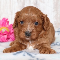 Klinton/Cavapoo/Male/5 weeks