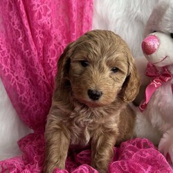 Jasmine/Mini Aussiedoodle									Puppy/Female														/10 Weeks,Jasmine is an adorable 3rd generation mini Aussiedoodle. She’s full of energy and loves to explore and play with her toys. She loves to be held and give out puppy kisses. She’s been vet checked and is up to date with her vaccinations and dewormers. Jasmine will meet her forever family happy and healthy. 