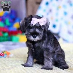Gemma/Miniature Schnauzer									Puppy/Female														/8 Weeks,Allow me to introduce you to the most darling AKC Schnauzer puppy, Gemma! She embodies the perfect blend of sweetness and spunk. With her soft, silky coat she is an absolute joy to snuggle. No matter where you go, she will always be a head turner. Whether it’s a brisk walk in the park or a lively play session, she will turn any ordinary day into an adventure!