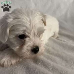 Bear/Morkie / Yorktese									Puppy/Male																/8 Weeks,A Morkie puppy is an adorable hybrid breed, resulting from the cross between a Maltese and a Yorkshire Terrier. Here’s a description to capture the essence of this delightful puppy: **Appearance:** Morkie puppies typically have a soft, fluffy coat that can range from silky to slightly wavy. They often inherit the stunning colors of both parent breeds, which can include shades of black, tan, white, and brown. Their small, expressive eyes and floppy ears add to their charm, making them irresistibly cute. **Size:** These puppies are small in size, usually weighing between 4 to 10 pounds when fully grown, making them perfect for apartment living or homes with limited space. **Temperament:** Morkies are known for their lively and affectionate nature. They are playful, friendly, and love to engage with their families. Morkie puppies are also quite intelligent and eager to please, which makes them relatively easy to train. Their sociable demeanor means they often get along well with children and other pets. **Energy Level:** These little pups have a moderate energy level. They enjoy playtime and short walks but also appreciate some cozy cuddle time with their owners. **Grooming:** Due to their long, beautiful coats, Morkies require regular grooming to prevent matting and tangles. A routine of brushing and occasional visits to a groomer will keep them looking their best. Overall, a Morkie puppy is a delightful companion, bringing joy and love to any home! Are you ready to welcome a bundle of joy into your home? Meet our charming Morkie puppy, a delightful mix of Maltese and Yorkshire Terrier! This little furball is full of energy, love, and personality.