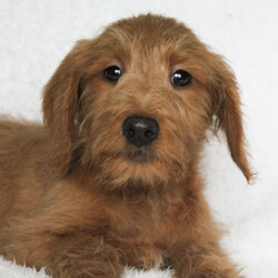 Adopt a dog:Wyatt/Labradoodle/Male/13 weeks,Hi, my name is Wyatt, and I am the companion you have been looking for! I am the true definition of a man's best friend. I will arrive to my new home up to date on my vaccinations and vet checked from head to tail. We can play fetch or go for a walk; it does not matter as long as I'm with you. Pick me, you will not regret it! Call about me today before it is too late!