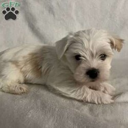 Bear/Morkie / Yorktese									Puppy/Male																/8 Weeks,A Morkie puppy is an adorable hybrid breed, resulting from the cross between a Maltese and a Yorkshire Terrier. Here’s a description to capture the essence of this delightful puppy: **Appearance:** Morkie puppies typically have a soft, fluffy coat that can range from silky to slightly wavy. They often inherit the stunning colors of both parent breeds, which can include shades of black, tan, white, and brown. Their small, expressive eyes and floppy ears add to their charm, making them irresistibly cute. **Size:** These puppies are small in size, usually weighing between 4 to 10 pounds when fully grown, making them perfect for apartment living or homes with limited space. **Temperament:** Morkies are known for their lively and affectionate nature. They are playful, friendly, and love to engage with their families. Morkie puppies are also quite intelligent and eager to please, which makes them relatively easy to train. Their sociable demeanor means they often get along well with children and other pets. **Energy Level:** These little pups have a moderate energy level. They enjoy playtime and short walks but also appreciate some cozy cuddle time with their owners. **Grooming:** Due to their long, beautiful coats, Morkies require regular grooming to prevent matting and tangles. A routine of brushing and occasional visits to a groomer will keep them looking their best. Overall, a Morkie puppy is a delightful companion, bringing joy and love to any home! Are you ready to welcome a bundle of joy into your home? Meet our charming Morkie puppy, a delightful mix of Maltese and Yorkshire Terrier! This little furball is full of energy, love, and personality.