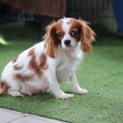 Rome/Cavalier King Charles Spaniel									Puppy/Male																/8 Weeks,Meet Rome! This adorable AKC Cavalier King Charles Spaniel exudes love, charm, and an irresistible personality. With his beautiful coat, sparkling eyes, and gentle nature, Rome perfectly blends elegance with affection. Whether he’s snuggling in your lap, trailing after you around the house, or playing with his toys, he’s guaranteed to bring joy to your home!