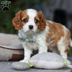 Rome/Cavalier King Charles Spaniel									Puppy/Male																/8 Weeks,Meet Rome! This adorable AKC Cavalier King Charles Spaniel exudes love, charm, and an irresistible personality. With his beautiful coat, sparkling eyes, and gentle nature, Rome perfectly blends elegance with affection. Whether he’s snuggling in your lap, trailing after you around the house, or playing with his toys, he’s guaranteed to bring joy to your home!