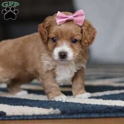 Allison/Cockapoo									Puppy/Female														/9 Weeks,Meet an adorable Cockapoo puppy named Allison! She is a delightful girl that is filled with charm and intelligence, she has already stolen our hearts with her playful personality and affectionate nature. Whether she’s bouncing around in the backyard, playing with her favorite toys or snuggling up for a nap, this little one is just a ray of sunshine:) She would be the perfect addition to any loving home!