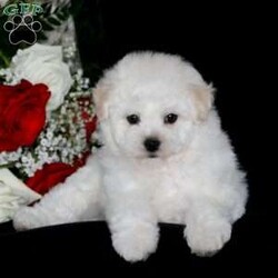 Buddy/Bichon Frise									Puppy/Male																/December 21st, 2024,Say hello to Buddy, a sweet and adorable Bichon Frise puppy! This beautiful pup is vet checked and up to date on shots and wormer. Buddy can be registered with the AKC and comes with a health guarantee provided by the breeder. To find out more about this well socialized fellow, please contact Steven & Ruth today!