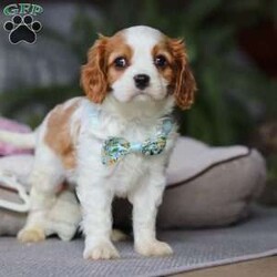 Rome/Cavalier King Charles Spaniel									Puppy/Male																/8 Weeks,Meet Rome! This adorable AKC Cavalier King Charles Spaniel exudes love, charm, and an irresistible personality. With his beautiful coat, sparkling eyes, and gentle nature, Rome perfectly blends elegance with affection. Whether he’s snuggling in your lap, trailing after you around the house, or playing with his toys, he’s guaranteed to bring joy to your home!