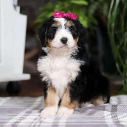 Taylor/Mini Bernedoodle									Puppy/Female														/9 Weeks,Meet Taylor! This incredibly cute and fluffy Bernedoodle is ready to steal hearts everywhere. With a personality as bright as her sparkling eyes, she is sure to become your new best friend in no time. Bernedoodles are known for their affectionate nature, trainability, and playful spirit. Whether she’s enjoying a game of fetch in the yard or curling up for a cozy nap, she is always up for fun and companionship.
