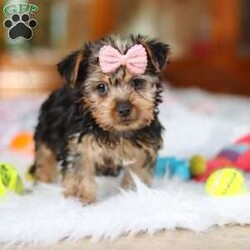 Ariel/Yorkie									Puppy/Female														/9 Weeks,Meet Ariel , the cutest ACA-registered Yorkshire Terrier you’ll ever meet! This tiny girl is full of personality, charm, and spunk. With her silky coat, bright eyes, and confident strut, she is always ready to steal the spotlight. She loves playtime, cuddles, and following her favorite humans everywhere they go. Yorkies are known for their loyalty and affectionate nature, making her the perfect little companion for a loving home. Get ready for endless kisses and tail wags with this adorable sweetheart!