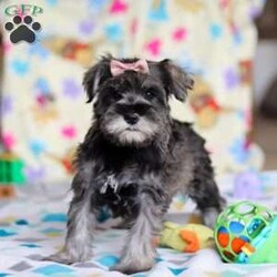 Anne/Miniature Schnauzer									Puppy/Female														/9 Weeks,Allow me to introduce you to the most darling AKC Schnauzer puppy, Anne! She embodies the perfect blend of sweetness and spunk. With her soft, silky coat she is an absolute joy to snuggle. No matter where you go, she will always be a head turner. Whether it’s a brisk walk in the park or a lively play session, she will turn any ordinary day into an adventure!