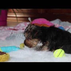 Ariel/Yorkie									Puppy/Female														/9 Weeks,Meet Ariel , the cutest ACA-registered Yorkshire Terrier you’ll ever meet! This tiny girl is full of personality, charm, and spunk. With her silky coat, bright eyes, and confident strut, she is always ready to steal the spotlight. She loves playtime, cuddles, and following her favorite humans everywhere they go. Yorkies are known for their loyalty and affectionate nature, making her the perfect little companion for a loving home. Get ready for endless kisses and tail wags with this adorable sweetheart!