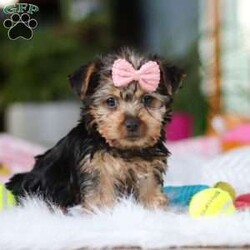 Ariel/Yorkie									Puppy/Female														/9 Weeks,Meet Ariel , the cutest ACA-registered Yorkshire Terrier you’ll ever meet! This tiny girl is full of personality, charm, and spunk. With her silky coat, bright eyes, and confident strut, she is always ready to steal the spotlight. She loves playtime, cuddles, and following her favorite humans everywhere they go. Yorkies are known for their loyalty and affectionate nature, making her the perfect little companion for a loving home. Get ready for endless kisses and tail wags with this adorable sweetheart!
