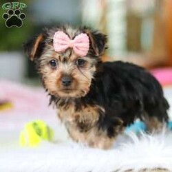 Ariel/Yorkie									Puppy/Female														/9 Weeks,Meet Ariel , the cutest ACA-registered Yorkshire Terrier you’ll ever meet! This tiny girl is full of personality, charm, and spunk. With her silky coat, bright eyes, and confident strut, she is always ready to steal the spotlight. She loves playtime, cuddles, and following her favorite humans everywhere they go. Yorkies are known for their loyalty and affectionate nature, making her the perfect little companion for a loving home. Get ready for endless kisses and tail wags with this adorable sweetheart!