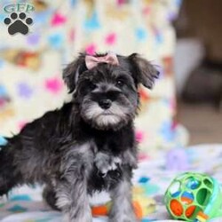 Anne/Miniature Schnauzer									Puppy/Female														/9 Weeks,Allow me to introduce you to the most darling AKC Schnauzer puppy, Anne! She embodies the perfect blend of sweetness and spunk. With her soft, silky coat she is an absolute joy to snuggle. No matter where you go, she will always be a head turner. Whether it’s a brisk walk in the park or a lively play session, she will turn any ordinary day into an adventure!