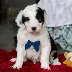 Gus/Sheepadoodle/Male/6 weeks