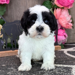 Ford/Havanese/Male/7 weeks