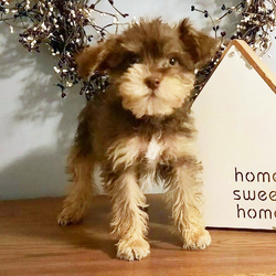 Adopt a dog:Oscar/Schnoodle/Male/14 weeks,Hi, my name is Oscar. I am so excited I love to be around people, and you will enjoy being with me! I’m looking forward to meeting my new forever family. Could that be with you? I sure hope so. I am a gorgeous puppy with a personality to match. I am also up to date on my vaccinations and vet checked from head to tail, so when you see me, I will be as healthy as can be. What are you waiting for? I know I will be the best friend you have dreamed of.