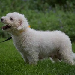 Chief/Bich-Poo									Puppy/Male																/8 Weeks,To contact the breeder about this puppy, click on the “View Breeder Info” tab above.