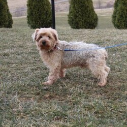 Jordan/Yorkie Poo									Puppy/Male																/8 Weeks,Meet Jordan, the most charming little Yorkiepoo boy you’ll ever meet! This sweetheart is a perfect blend of Yorkshire Terrier and Poodle, combining intelligence, affection, and an irresistibly playful spirit. His soft, wavy coat is as luxurious as it is cuddly, and his bright, expressive eyes twinkle with curiosity and mischief. He has a confident strut that turns heads wherever he goes, and his tail wags with excitement at every new adventure. Whether he’s bouncing around during playtime, curling up in your lap for snuggles, or loyally following you from room to room, he’s guaranteed to fill your days with love, laughter, and endless puppy kisses. This little boy is ready to steal your heart—one paw at a time!