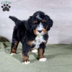 Bailey/Bernedoodle									Puppy/Female														/10 Weeks,Bailey is a mellow sweetheart who loves our kids.  She is social, friendly and such a good girl!  We expect her to be 50-70 pounds as an adult.  She has a gorgeous coat which we expect to be non-shedding and has gorgeous tri-color markings.  Schedule a Facetime or Zoom call to meet her virtually today!