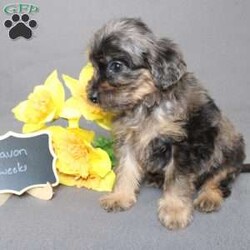 Davon/Golden Cavadoodle									Puppy/Male																/11 Weeks,We are excited to introduce our new breed the Mini Cavagoldendoodle! With the perfect blend of trainability, hypoallergenic coat, color, personality, and calm nature we have the best of the Cavapoo with the best of the Goldendoodle! 