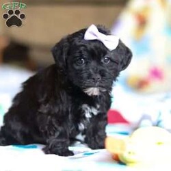 Dory/Yorkie Poo									Puppy/Female														/10 Weeks,Meet Dory! She is the cutest little Yorkiepoo puppy, a delightful blend of a Yorkie and Poodle, inheriting the best traits from both breeds. With her soft, wavy coat, bright sparkly eyes, and playful personality, she is the perfect combination of charm and energy. She’s affectionate, trainable, and full of love, making her an ideal companion for any family. Whether she’s snuggling up for cuddles or bouncing around with excitement, she brings endless joy and warmth to our home. 