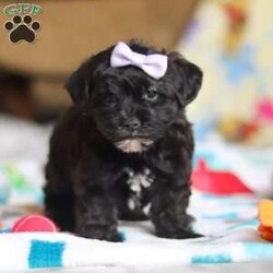 Dory/Yorkie Poo									Puppy/Female														/10 Weeks,Meet Dory! She is the cutest little Yorkiepoo puppy, a delightful blend of a Yorkie and Poodle, inheriting the best traits from both breeds. With her soft, wavy coat, bright sparkly eyes, and playful personality, she is the perfect combination of charm and energy. She’s affectionate, trainable, and full of love, making her an ideal companion for any family. Whether she’s snuggling up for cuddles or bouncing around with excitement, she brings endless joy and warmth to our home. 