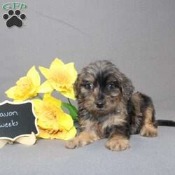 Davon/Golden Cavadoodle									Puppy/Male																/11 Weeks,We are excited to introduce our new breed the Mini Cavagoldendoodle! With the perfect blend of trainability, hypoallergenic coat, color, personality, and calm nature we have the best of the Cavapoo with the best of the Goldendoodle! 