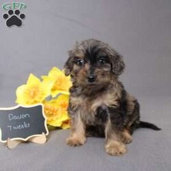 Davon/Golden Cavadoodle									Puppy/Male																/11 Weeks,We are excited to introduce our new breed the Mini Cavagoldendoodle! With the perfect blend of trainability, hypoallergenic coat, color, personality, and calm nature we have the best of the Cavapoo with the best of the Goldendoodle! 