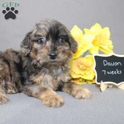 Davon/Golden Cavadoodle									Puppy/Male																/11 Weeks,We are excited to introduce our new breed the Mini Cavagoldendoodle! With the perfect blend of trainability, hypoallergenic coat, color, personality, and calm nature we have the best of the Cavapoo with the best of the Goldendoodle! 