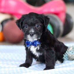 Asher/Yorkie Poo									Puppy/Male																/8 Weeks,Meet Asher, an absolutely adorable little Yorkiepoo with a personality that’s simply impossible to resist! With his perfect mix of Yorkshire Terrier and Poodle traits, he embodies the best of both breeds. His soft, curly coat and those sparkling, affectionate eyes make him as beautiful as he is sweet. Raised with love and attention, he is becoming a friendly and confident pup, eager to be your loyal companion. Whether he’s playing, exploring, or snuggling up for some cozy time, he’s happiest when surrounded by those who adore him. Once you meet him, you’ll be completely charmed—he’ll have you wrapped around his tiny paw in no time!