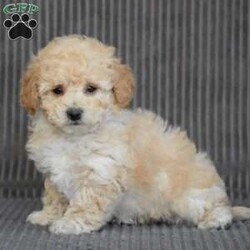 Chief/Bich-Poo									Puppy/Male																/8 Weeks,To contact the breeder about this puppy, click on the “View Breeder Info” tab above.