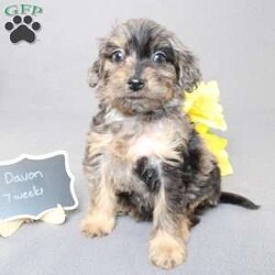 Davon/Golden Cavadoodle									Puppy/Male																/11 Weeks,We are excited to introduce our new breed the Mini Cavagoldendoodle! With the perfect blend of trainability, hypoallergenic coat, color, personality, and calm nature we have the best of the Cavapoo with the best of the Goldendoodle! 