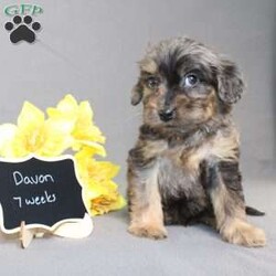 Davon/Golden Cavadoodle									Puppy/Male																/11 Weeks,We are excited to introduce our new breed the Mini Cavagoldendoodle! With the perfect blend of trainability, hypoallergenic coat, color, personality, and calm nature we have the best of the Cavapoo with the best of the Goldendoodle! 