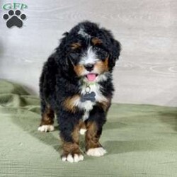 Bailey/Bernedoodle									Puppy/Female														/10 Weeks,Bailey is a mellow sweetheart who loves our kids.  She is social, friendly and such a good girl!  We expect her to be 50-70 pounds as an adult.  She has a gorgeous coat which we expect to be non-shedding and has gorgeous tri-color markings.  Schedule a Facetime or Zoom call to meet her virtually today!