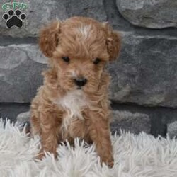Dash/Toy Poodle									Puppy/Male																/8 Weeks,I offer a one year health guarantee. Up to date on shots and dewormings. I’m looking for a loving indoor home. Shipping options are available anywhere in the US. All Sunday calls are returned on Mondays. Thanks Jon
