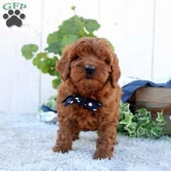 Copper/Cavapoo									Puppy/Male																/January 2nd, 2025,Say hello to Copper, an F1B Cavapoo puppy! This bubbly boy is family-raised with children and well-socialized. He is already vet-checked and up to date on shots & wormer, plus the breeder provides a 30-day health guarantee. To learn more about Copper and how to make him yours, please call the breeders today!