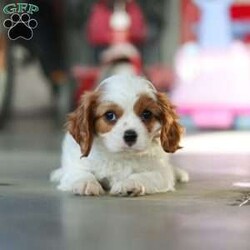 Leo/Cavalier King Charles Spaniel									Puppy/Male																/8 Weeks,Meet Leo, an AKC-registered Cavalier King Charles Spaniel with a noble presence and a heart full of love! With his silky, richly-colored coat and expressive eyes that exude the classic Cavalier charm, this handsome boy is an absolute joy to be around. He carries himself with elegance, yet his playful and affectionate nature shines through—always ready for a cuddle session or a fun romp around the yard.