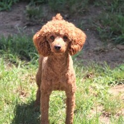 Daisy/Cockapoo									Puppy/Female														/5 Weeks,Meet Daisy, the most adorable Cockapoo puppy! She’s the perfect combination of sweet affection and lively energy. The Poodle in this girl makes her highly trainable and eager to please, always ready to learn new tricks that showcases her intelligence. Meanwhile, her Cocker Spaniel side brings a sweet, affectionate nature, making her a loving companion who thrives on human connection. Her soft, hypoallergenic  coat sheds very minimally, making her the perfect choice for those prone to allergies. Whether she’s prancing proudly by your side on a walk, playing a game, or snuggling up for a quiet moment, she will fill your days with joy!