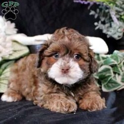 Kendall/Shih-Poo									Puppy/Female														/7 Weeks,This snuggly Shih-Poo puppy is perfectly precious! Kendall is a charmer! She is well socialized and will be the best addition to her forever family. Vet checked and up to date on shots and de-wormer, Kendall comes home with a 30 day health guarantee as well as an extended genetic health guarantee, both provided by the breeder. Hear more about this curious cutie when you call Countryside Puppies today!