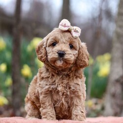Daisy/Cockapoo									Puppy/Female														/5 Weeks,Meet Daisy, the most adorable Cockapoo puppy! She’s the perfect combination of sweet affection and lively energy. The Poodle in this girl makes her highly trainable and eager to please, always ready to learn new tricks that showcases her intelligence. Meanwhile, her Cocker Spaniel side brings a sweet, affectionate nature, making her a loving companion who thrives on human connection. Her soft, hypoallergenic  coat sheds very minimally, making her the perfect choice for those prone to allergies. Whether she’s prancing proudly by your side on a walk, playing a game, or snuggling up for a quiet moment, she will fill your days with joy!
