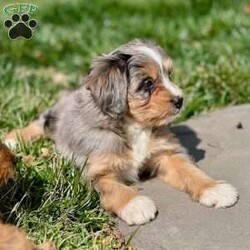 Buttercup/Mini Bernedoodle									Puppy/Female														/9 Weeks,Buttercup has stunning markings! A very very nice tri-merle female. She is so sweet, loves to be held and loves following you around. She is very outgoing and will make friends wherever she goes! Her and her siblings receive lots of love and socializing. The potty training process has already been started!