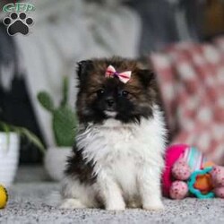 Brooks/Pomeranian									Puppy/Female														/7 Weeks,Meet Brooks, the sweetest little Pomeranian with a heart as big as her fluffy coat! This darling girl is full of personality, always prancing around with confidence and charm. Her luxuriously thick fur, soft as a cloud, makes her irresistible to cuddle, and her expressive eyes sparkle with curiosity and joy. This little girl is playful, loving, and always ready for an adventure, whether it’s chasing after her favorite toy or curling up in your lap for some well-deserved snuggles. With her affectionate nature and lively spirit, this pup is sure to bring endless happiness to her forever family!