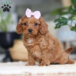 Hailey/Cavapoo									Puppy/Female														/9 Weeks,Meet the sweetest Cavapoo puppy named Hailey! She is a very adorable baby and she has already stolen our hearts with her playful personality and sweet nature. She has a beautiful, soft coat that’s perfect for cuddling, and her expressive eyes are full of curiosity and mischief. Whether she’s bouncing around in the backyard, playing with her favorite toys or snuggling up for a nap, she brings joy to each moment. She would be the perfect addition to any loving home!
