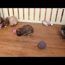 Kendall/Shih-Poo									Puppy/Female														/7 Weeks,This snuggly Shih-Poo puppy is perfectly precious! Kendall is a charmer! She is well socialized and will be the best addition to her forever family. Vet checked and up to date on shots and de-wormer, Kendall comes home with a 30 day health guarantee as well as an extended genetic health guarantee, both provided by the breeder. Hear more about this curious cutie when you call Countryside Puppies today!