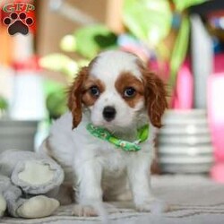 Leo/Cavalier King Charles Spaniel									Puppy/Male																/8 Weeks,Meet Leo, an AKC-registered Cavalier King Charles Spaniel with a noble presence and a heart full of love! With his silky, richly-colored coat and expressive eyes that exude the classic Cavalier charm, this handsome boy is an absolute joy to be around. He carries himself with elegance, yet his playful and affectionate nature shines through—always ready for a cuddle session or a fun romp around the yard.
