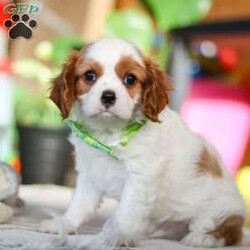 Leo/Cavalier King Charles Spaniel									Puppy/Male																/8 Weeks,Meet Leo, an AKC-registered Cavalier King Charles Spaniel with a noble presence and a heart full of love! With his silky, richly-colored coat and expressive eyes that exude the classic Cavalier charm, this handsome boy is an absolute joy to be around. He carries himself with elegance, yet his playful and affectionate nature shines through—always ready for a cuddle session or a fun romp around the yard.