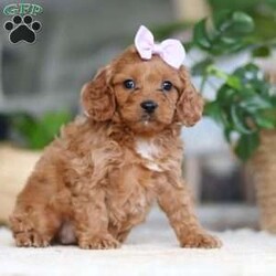 Hailey/Cavapoo									Puppy/Female														/9 Weeks,Meet the sweetest Cavapoo puppy named Hailey! She is a very adorable baby and she has already stolen our hearts with her playful personality and sweet nature. She has a beautiful, soft coat that’s perfect for cuddling, and her expressive eyes are full of curiosity and mischief. Whether she’s bouncing around in the backyard, playing with her favorite toys or snuggling up for a nap, she brings joy to each moment. She would be the perfect addition to any loving home!