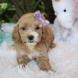 Kylie/Cockapoo									Puppy/Female														/7 Weeks,, the sweetest little companion you’ll ever have. I’m Kylie, and I would be thrilled to join your family. With my warm, sweet eyes and playful spirit, I’m sure I’ll capture your heart instantly. I’m a happy, kid-friendly puppy who loves to play and cuddle. I’ve interacted with all ages, and I have the cutest little face and the softest coat. I’m full of personality and always ready to snuggle up. I’ll bring a whole lot of puppy love to your home. I’ll come to you vet checked and up-to-date on vaccinations and deworming, and I’ll also come with a one-year health guarantee. I have multiple shipping options, so distance is no problem.